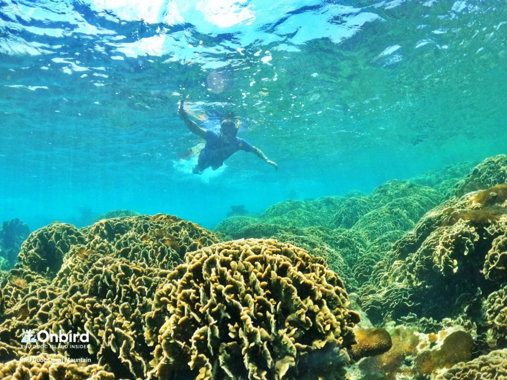 PRIVATE SNORKELING TRIP TO HALF MOON REEF CORAL MOUNTAIN IN PHU QUOC