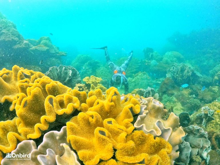 Small Group Soft Adventure Snorkeling To Explore Hidden Coral Spots