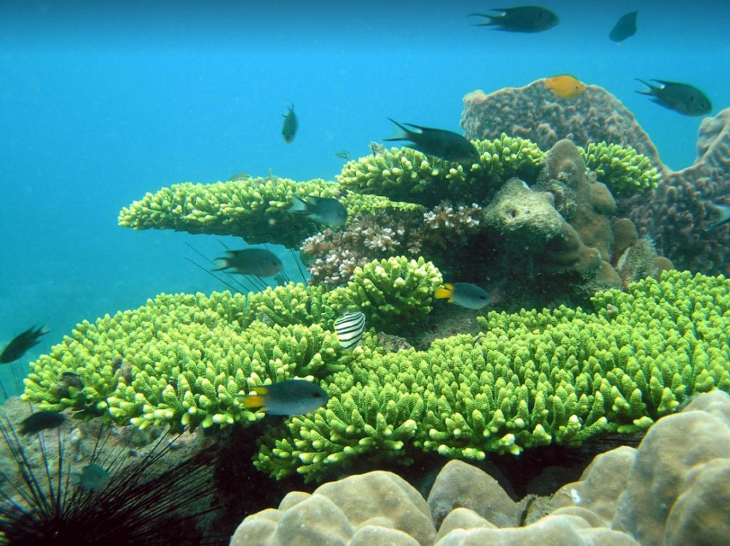 Snorkeling Phú Quốc: Dẫn mắt với những khung cảnh đẹp như tranh vẽ của các rạn san hô phong cảnh đầy màu sắc và đa dạng, Snorkeling Phú Quốc hứa hẹn sẽ mang đến cho bạn một trải nghiệm tuyệt vời với cuộc sống dưới nước và các sinh vật biển độc đáo. Hãy chuẩn bị cho một chuyến phiêu lưu không thể quên trên đảo ngọc Phú Quốc!