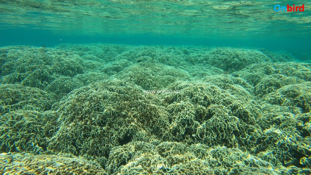 Phu Quoc Undersea Coral Mountain - Massive area of Cabbage coral - Phu Quoc Snorkeling