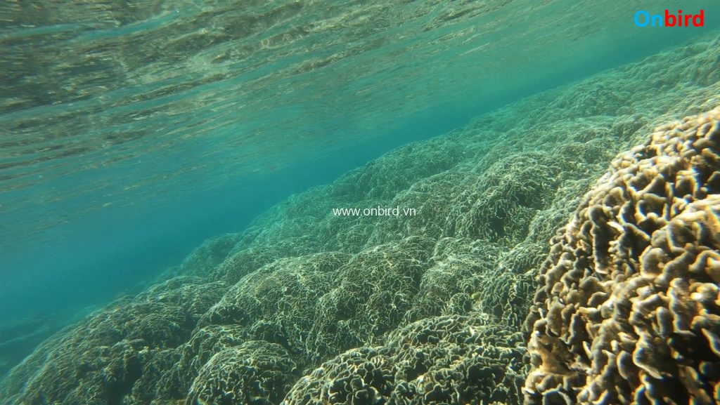 Phu Quoc Undersea Coral Mountain at Crystal Reef - Massive area of Cabbage coral - Phu Quoc Snorkeling