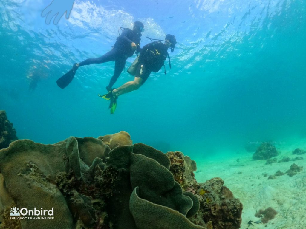 Private-scuba-diving-trip-to-explore-Phu-Quoc-coral-reefs-by-speedboat-