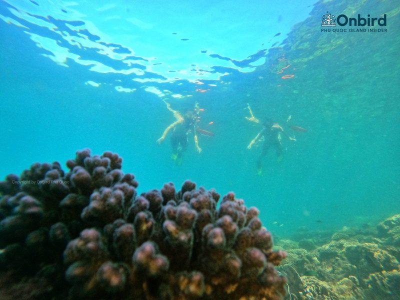 Cauliflower coral in Phu Quoc Island, Vietnam diving & snorkeling