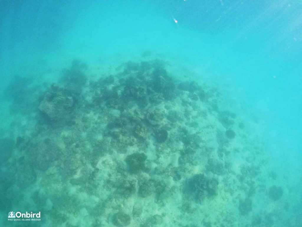 Dead corals in Dam Ngang Island, Phu Quoc, Vietnam