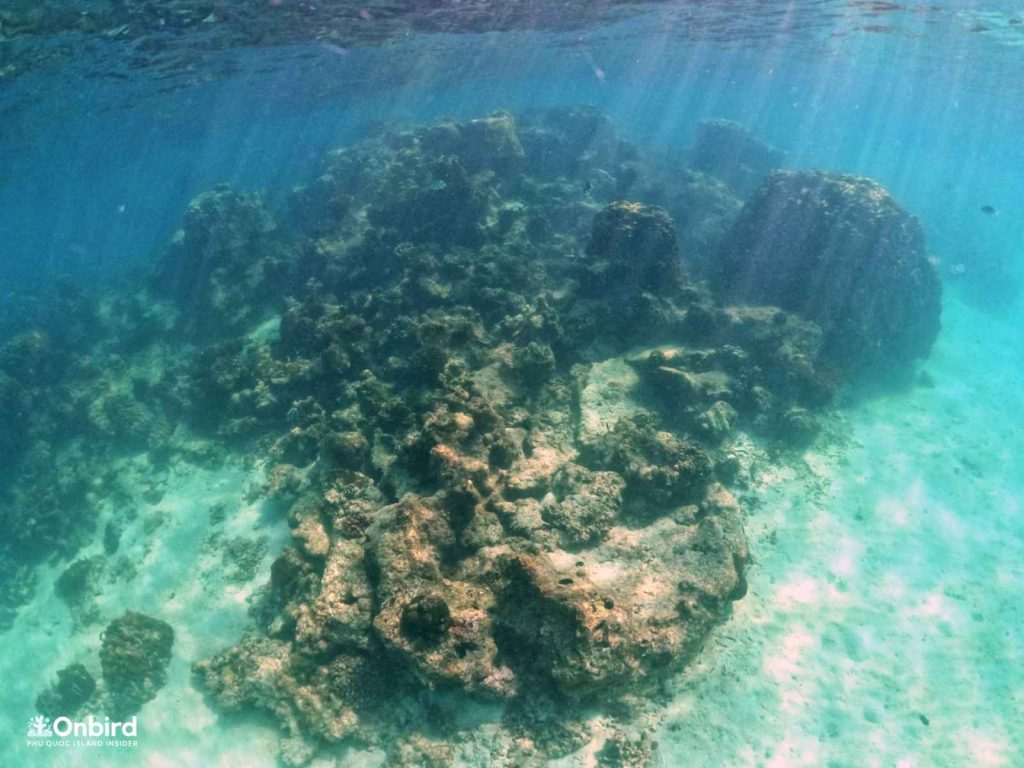 Dead corals in Dam Ngang Island, Phu Quoc, Vietnam