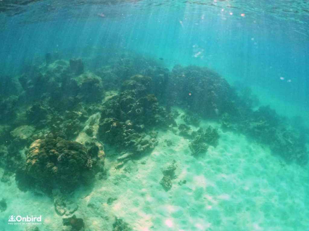Dead corals in Dam Ngang Island, Phu Quoc, Vietnam
