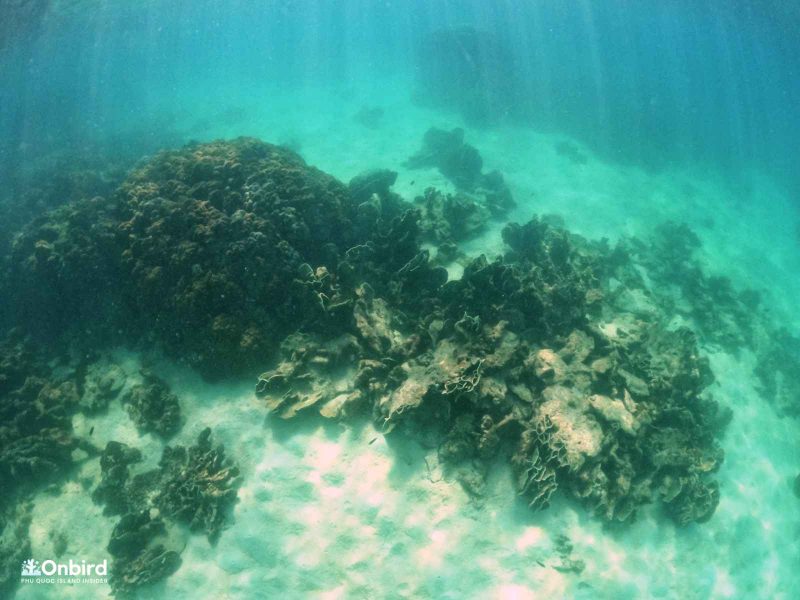 Dead corals in Dam Ngang Island, Phu Quoc, Vietnam