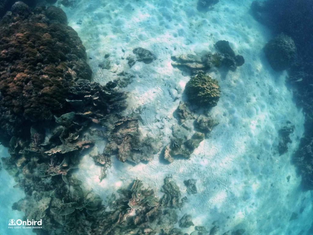 Dead corals in Dam Ngang Island, Phu Quoc, Vietnam