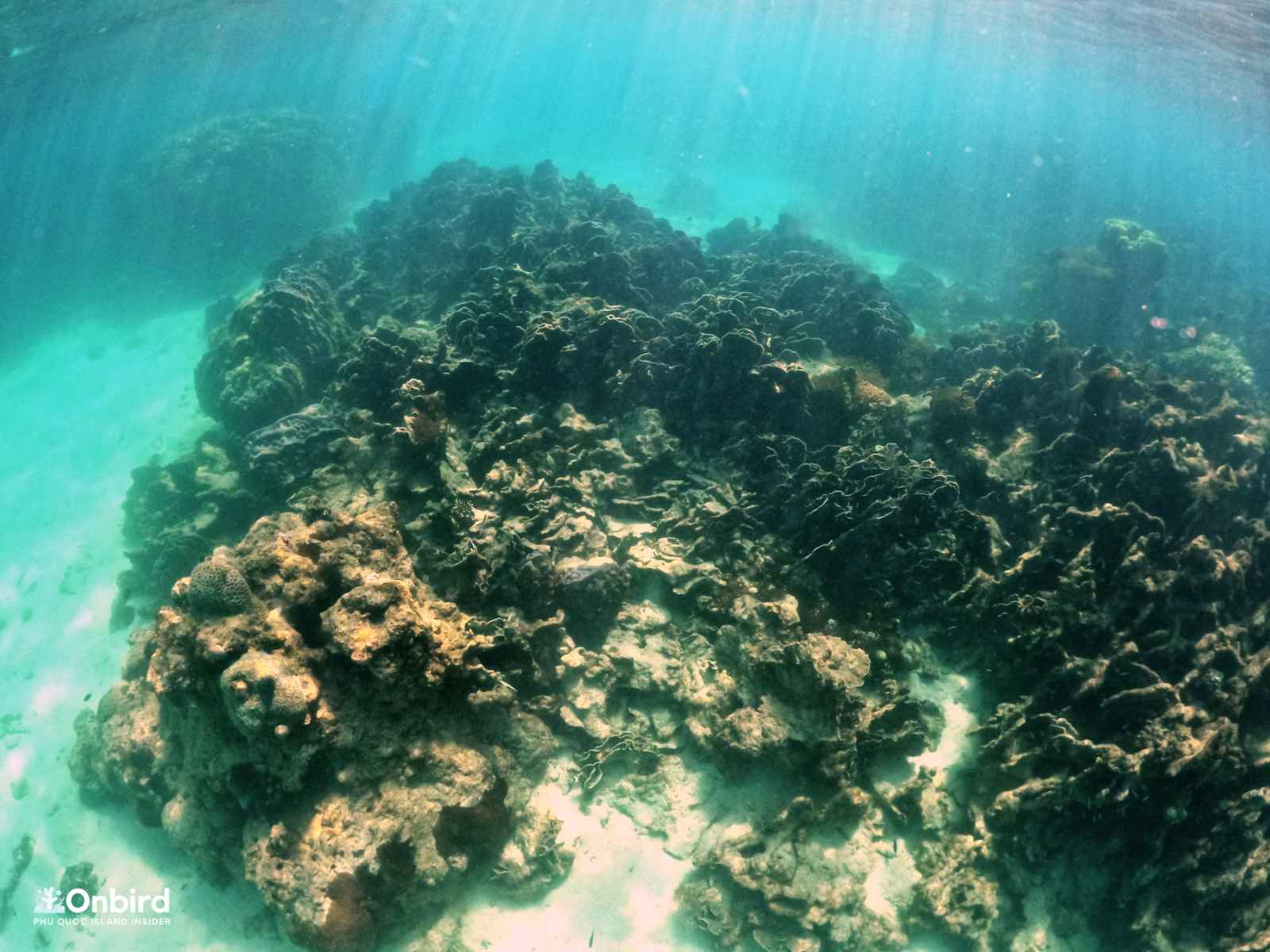 Dead corals in Dam Ngang Island, Phu Quoc, Vietnam