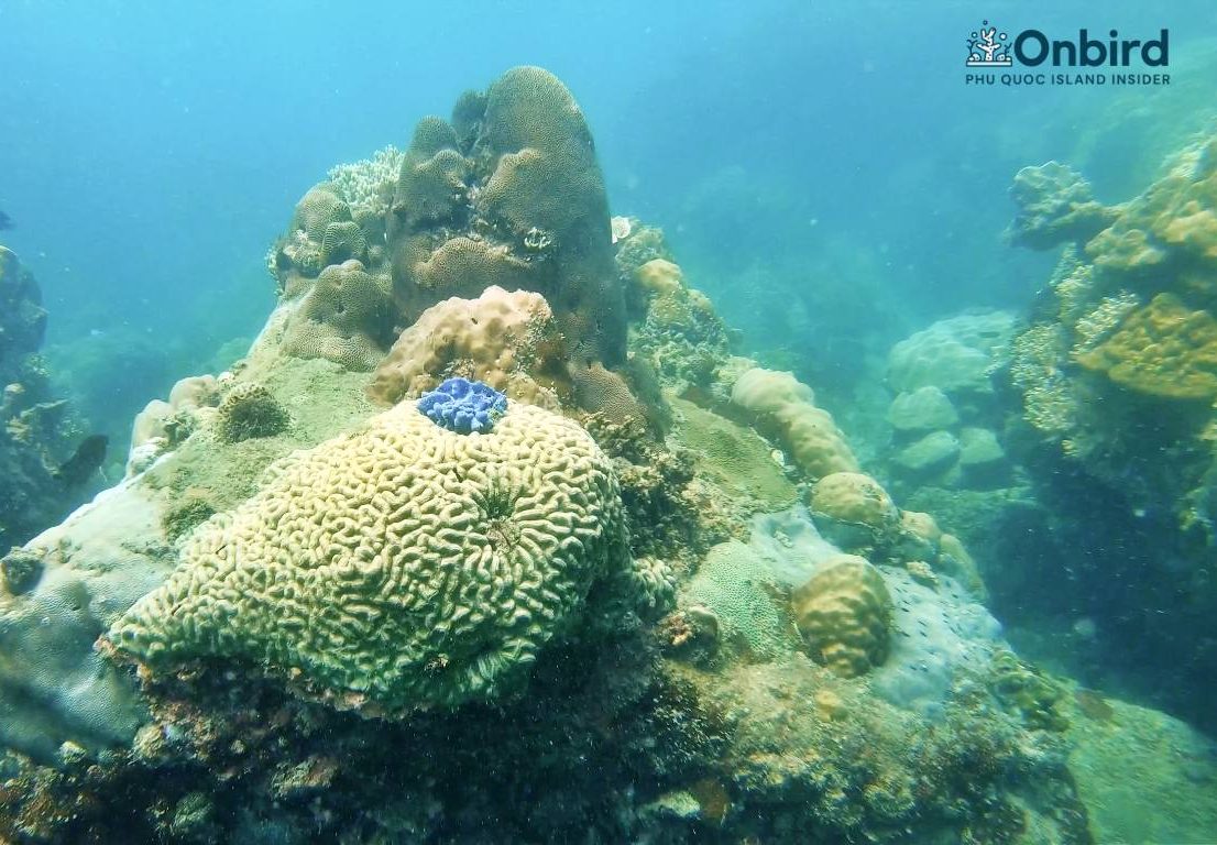 Brain Coral at Half-moon reef, Phu Quoc Island, Vietnam
