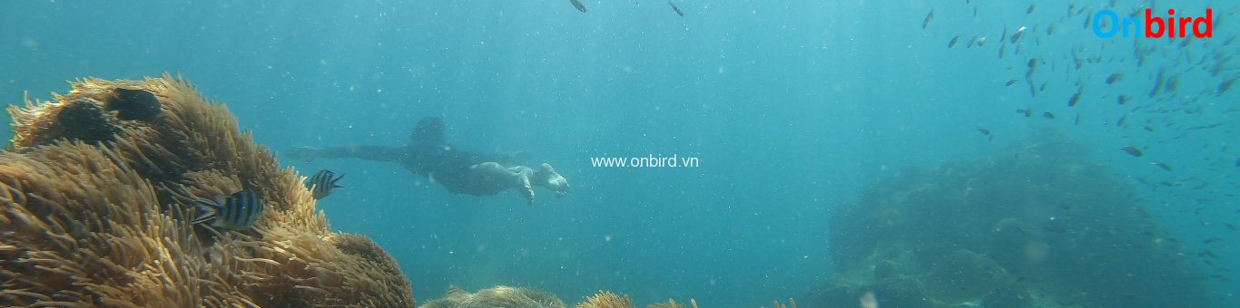 Onbird Phu Quoc