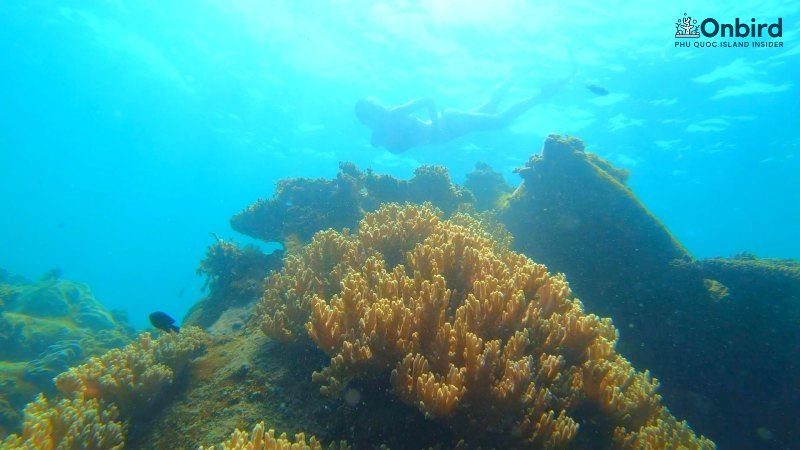 Phu Quoc Sinularia finger leather coral