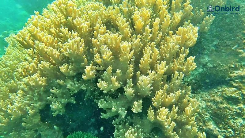 Phu Quoc Sinularia Finger Leather Coral (17)