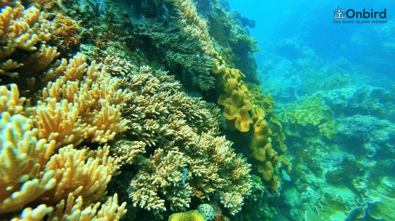 Phu Quoc Sinularia Finger Leather Coral (3)