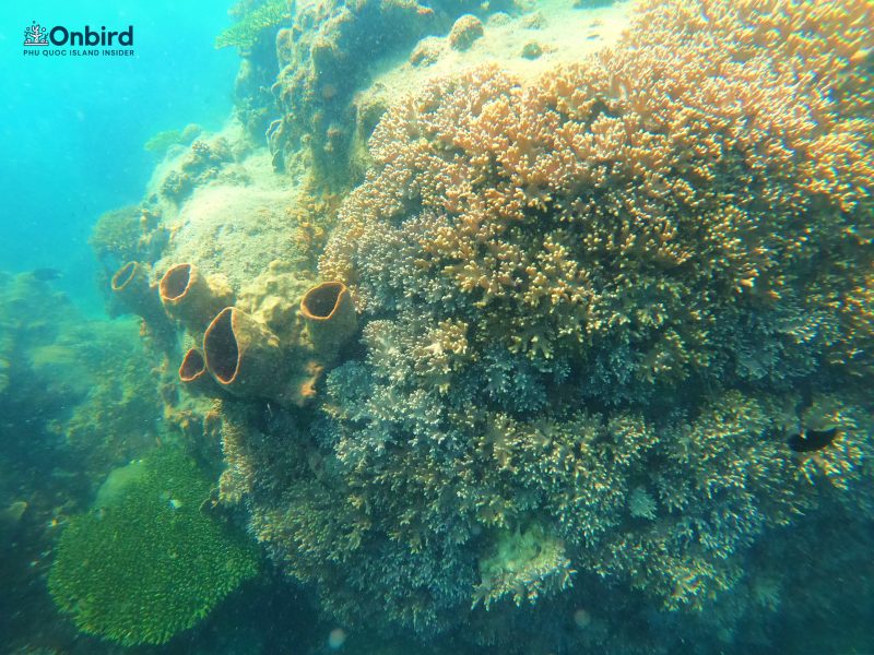 Coral Cliff At Phu Quoc Half Moon Reef - Phu Quoc distinct snorkeling tour avoid the crowd