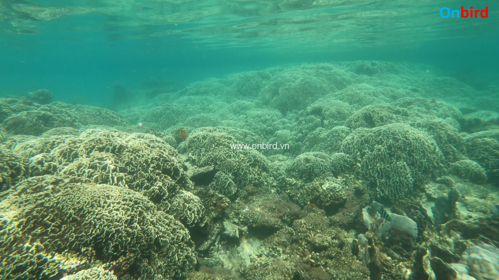 Phu Quoc Coral Reefs - Explore Undersea Coral Mountain - A very large Cabbage Coral reef - South Phu Quoc Snorkeling