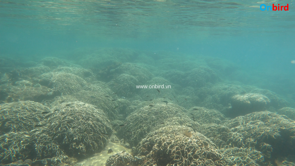 Phu Quoc Undersea Coral Mountain at Phu Quoc Crystal Reef - The front view