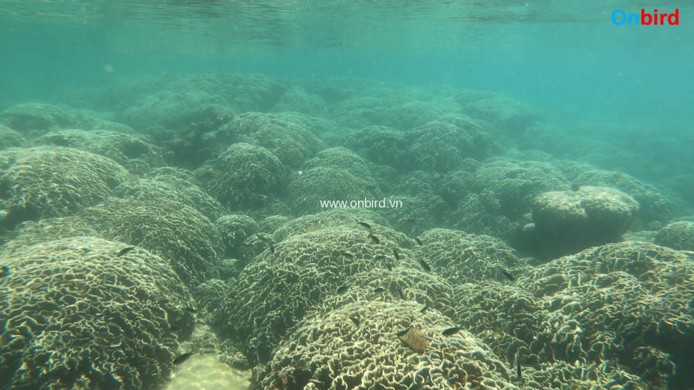 Phu Quoc Coral Reefs - Phu Quoc Undersea Coral Mountain at Crystal Reef - Phu Quoc Travel