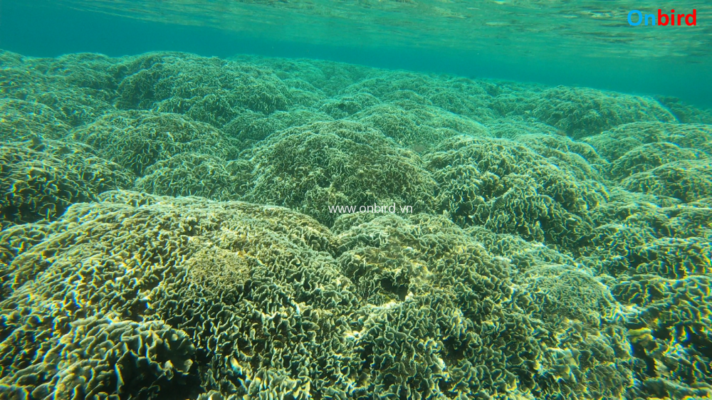 Coral Mountain