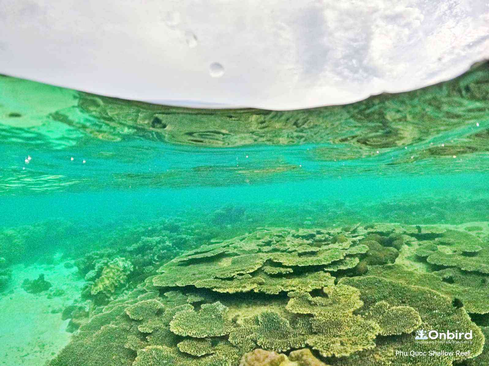 Shallow coral reef, Phu Quoc Island, Vietnam - the Kingdom of table corals