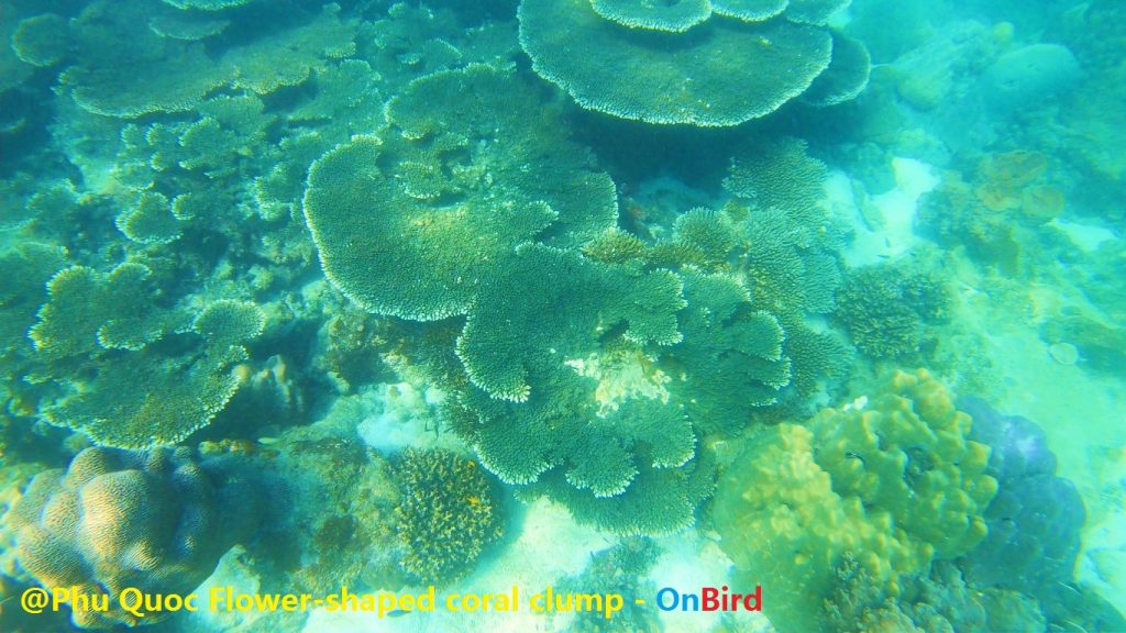 Phu Quoc Flower-shaped coral clump - Phu Quoc Snorkeling