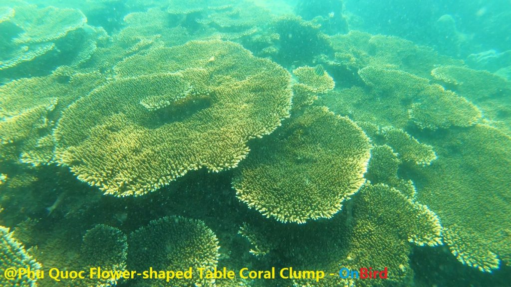 Phu Quoc Flower-shaped coral clump - Phu Quoc Snorkeling