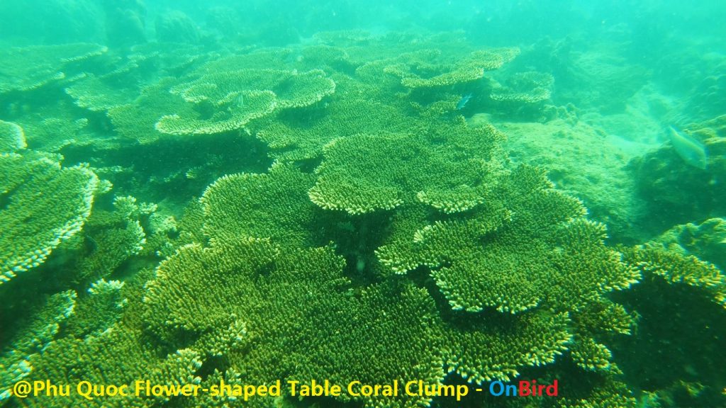 Phu Quoc Flower-shaped coral clump - Phu Quoc Snorkeling - Phu Quoc Map