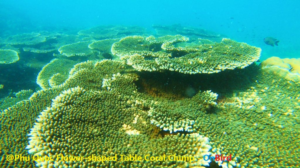 Phu Quoc Flower-shaped coral clump - Phu Quoc Snorkeling