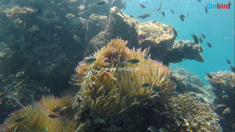 Phu Quoc Coral Continental Slope - Phu Quoc Snorkeling in depth - Phu ...