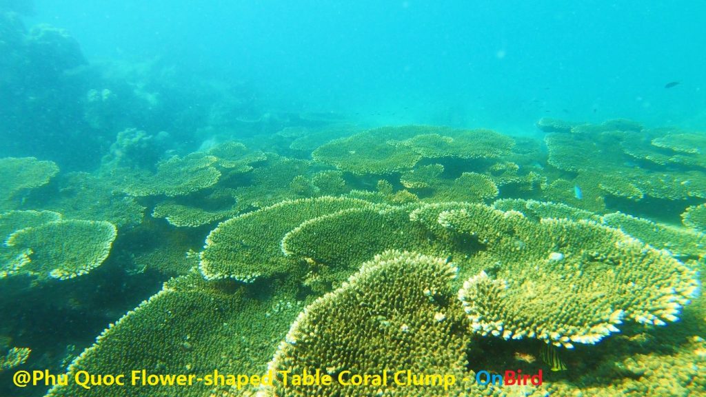 Phu Quoc Flower-shaped coral clump - Phu Quoc Snorkeling