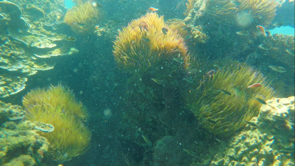 Phu Quoc Continental Slope at Half-moon Reef - Phu Quoc private snorkeling