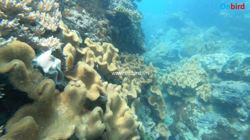 Phu Quoc Coral Covered Canyon - Phu Quoc snorkeling - Phu Quoc Guide ...