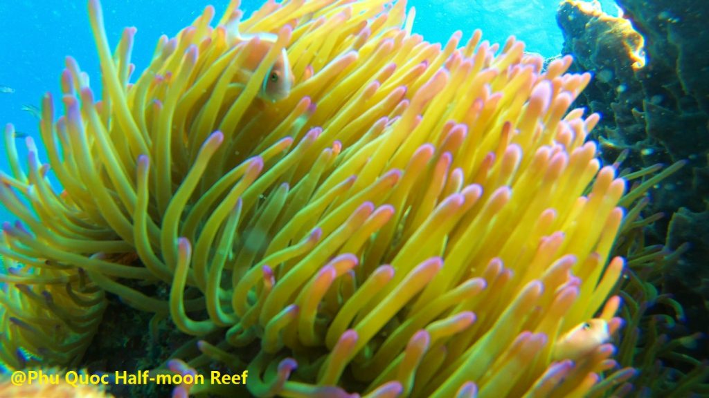 Anemone - Phu Quoc Coral Continental Slope at Half-moon Reef - Phu Quoc Snorkeling - Phu Quoc Attraction - Phu Quoc Guide