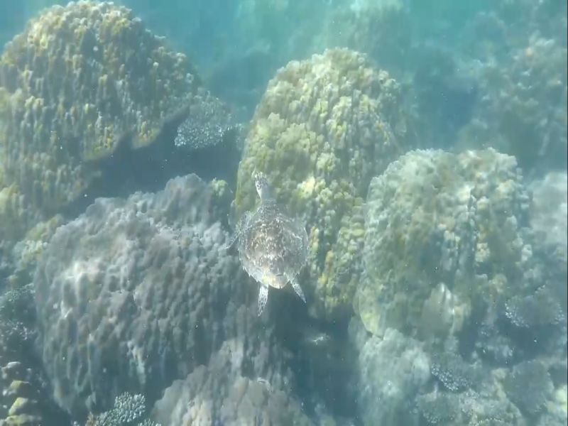 Run into Sea Turtle - Phu Quoc Snorkeling