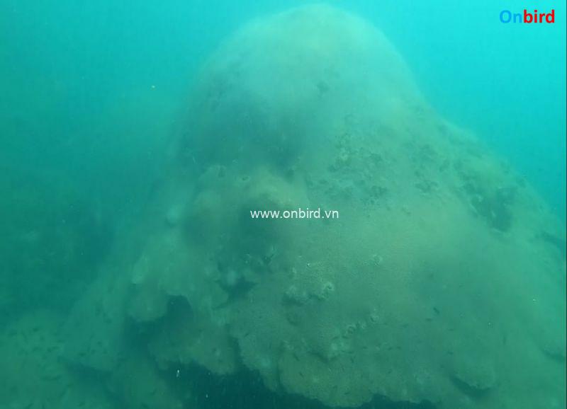 Phu Quoc Coral Reef - Explore Helmet-shaped Massive Coral at the depth of 6 meter - Phu Quoc Things to do