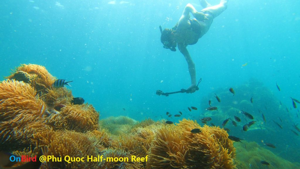 Golden Anemone clump at Phu Quoc Half-moon Reef, Phu Quoc Island Private Snorkeling - Phu Quoc Top snorkeling spot