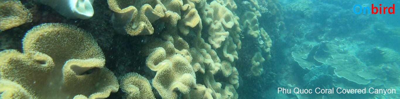 hu Quoc Coral Covered Canyon