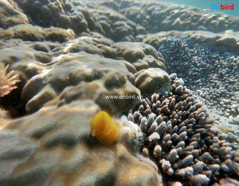 Phu Quoc Top Snorkeling Spots - Christmas Tree Worms at the Phu Quoc Crystal Reef