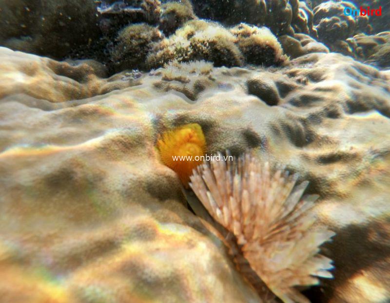 Phu Quoc Coral Exploration - Phu Quoc Island Guide - Phu Quoc Christmas Trees on Porite Coral