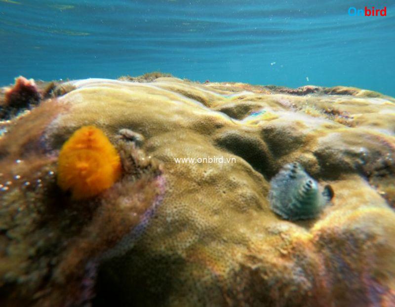 Phu Quoc Christmas Tree Worm at the Crystal Reef - Phu Quoc Island Guide - Phu Quoc Snorkeling