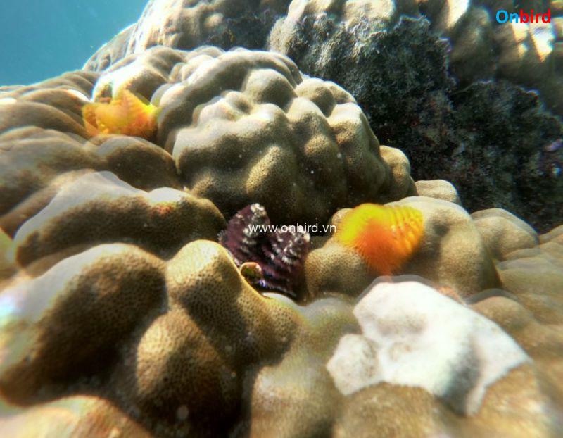 Phu Quoc Christmas Tree Worm at the Crystal Reef - Phu Quoc Island Guide