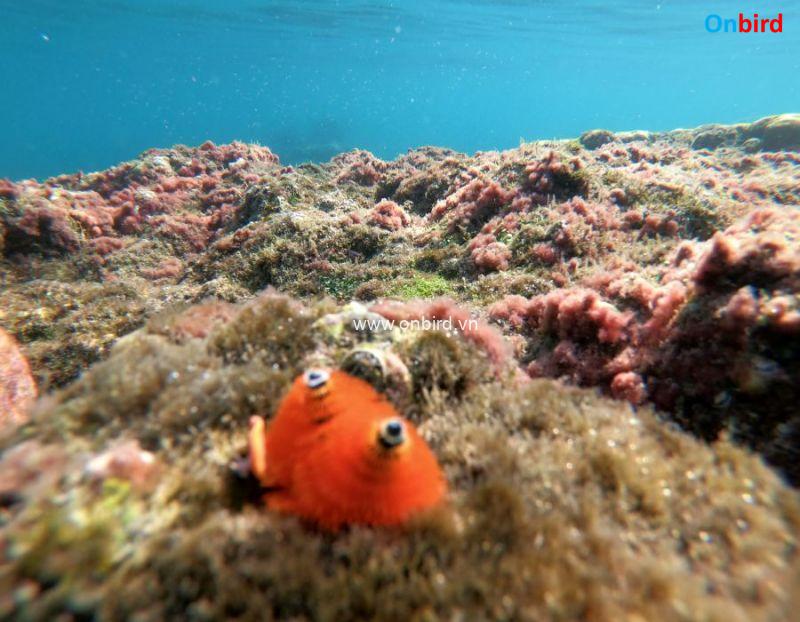 Phu Quoc Snorkeling - Explore Christmas Tree Worm