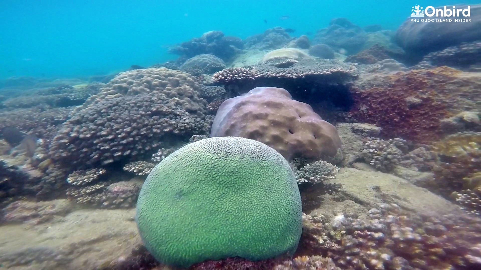 Maze Brain Coral at Coral Jungle Reef, Phu Quoc, Vietnam