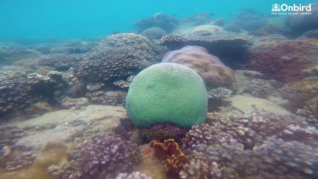 Maze Brain Coral at Coral Jungle Reef, Phu Quoc, Vietnam