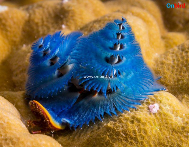 Phu Quoc Christmas Tree Worm Body - Phu Quoc Snorkeling Spots