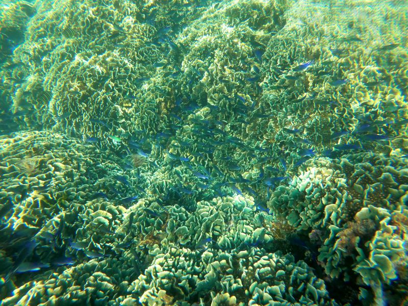 Phu Quoc snorkeling - Stunning scenery of Coral Mountain
