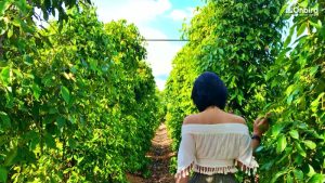 クアドゥオンコミューンの地元の農場を訪れる観光客。