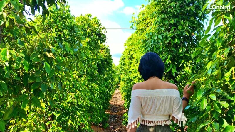 Pepper garden- Cua Can Commune-Phu Quoc