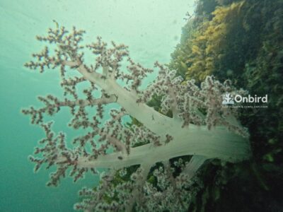 Carnation coral at Turtlehead Reef, South Phu Quoc Island