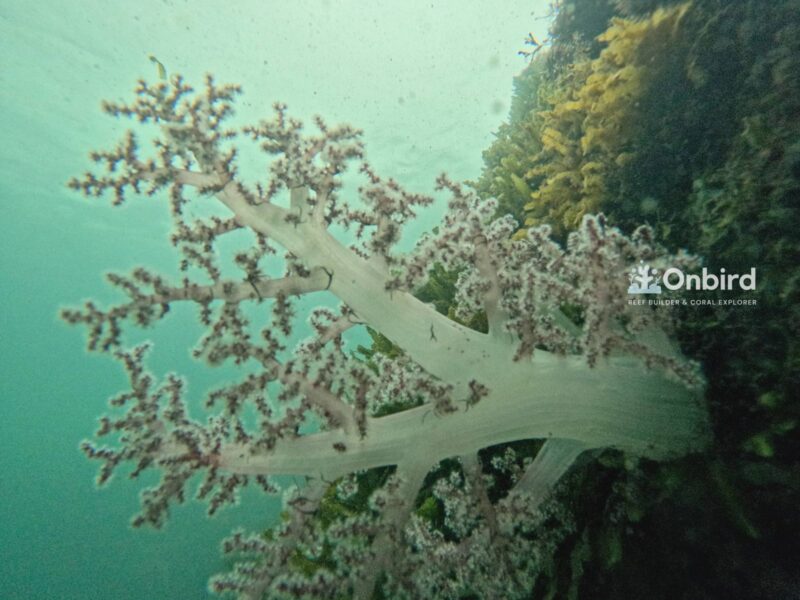 Carnation coral at Turtlehead Reef, South Phu Quoc Island